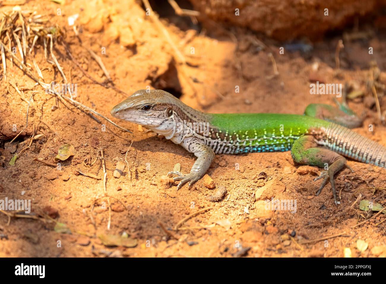 Close-up of a Green jungle Runner sitting on the ground in red soil, Jardim d`Amazonia, San Jose do Rio Claro, Mato Grosso, Brazil Stock Photo